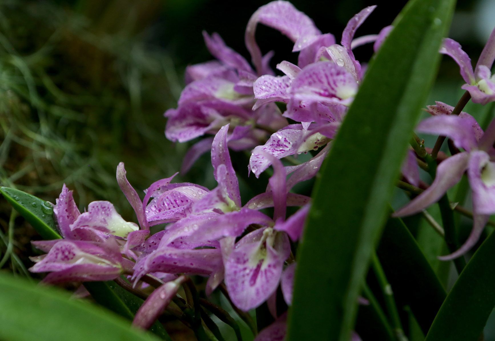 Orchid Show opens at Missouri Botanical Garden